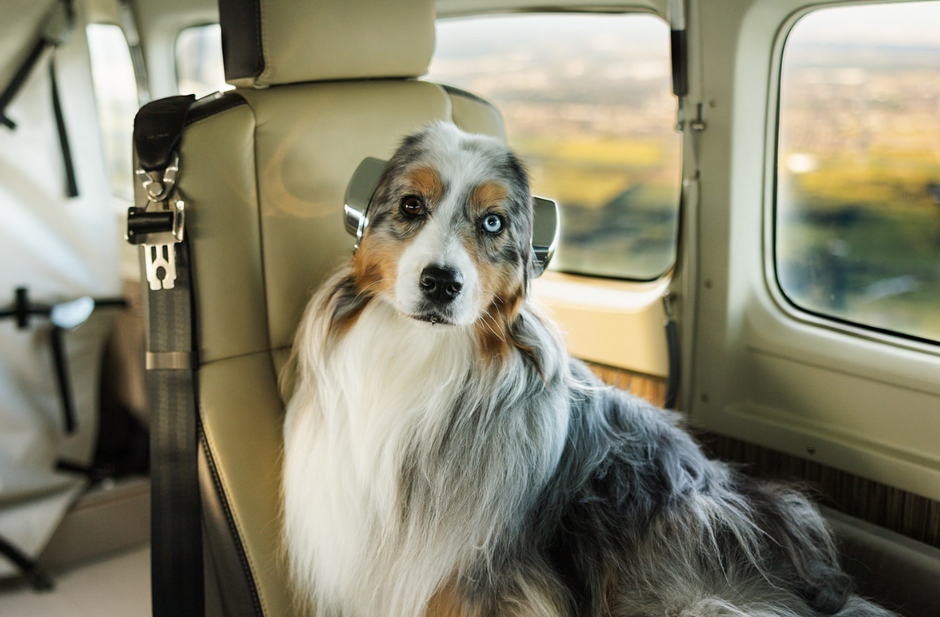 A dog wearing protective earmuffs sitting inside a helicopter cabin.