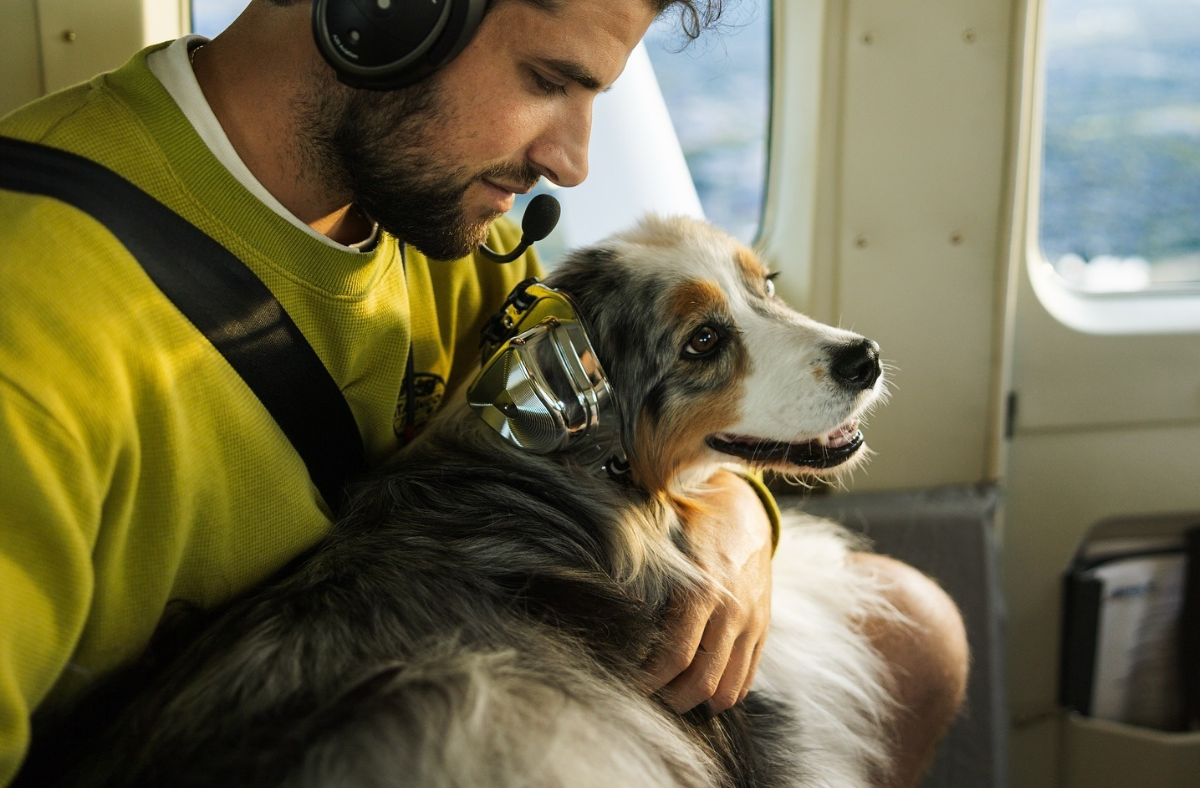 A dog wearing protective earmuffs sitting inside a helicopter cabin.