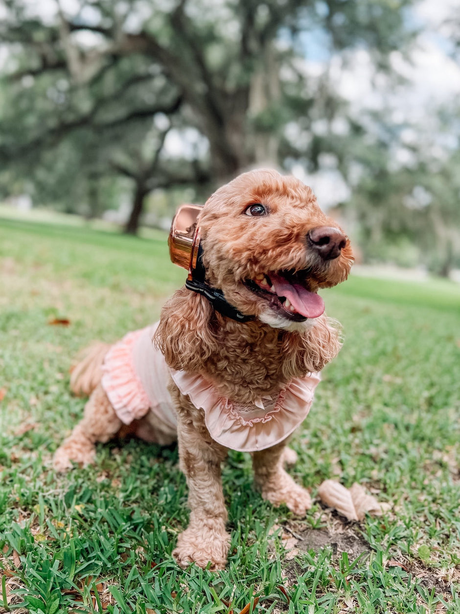 A dog wearing protective earmuffs sitting happily on a grassy lawn