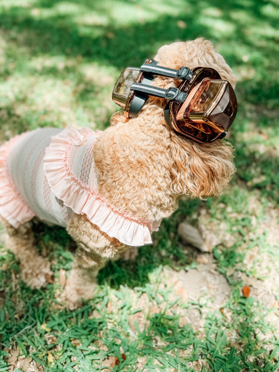 A dog standing on the grass, wearing a pair of gold earmuffs.