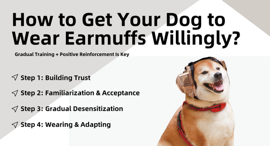 How to Get Your Dog to Wear Earmuffs Willingly? Gradual Training + Positive Reinforcement Is Key