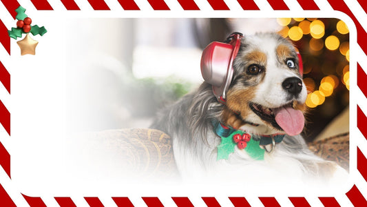 Holiday Gifts for Pets