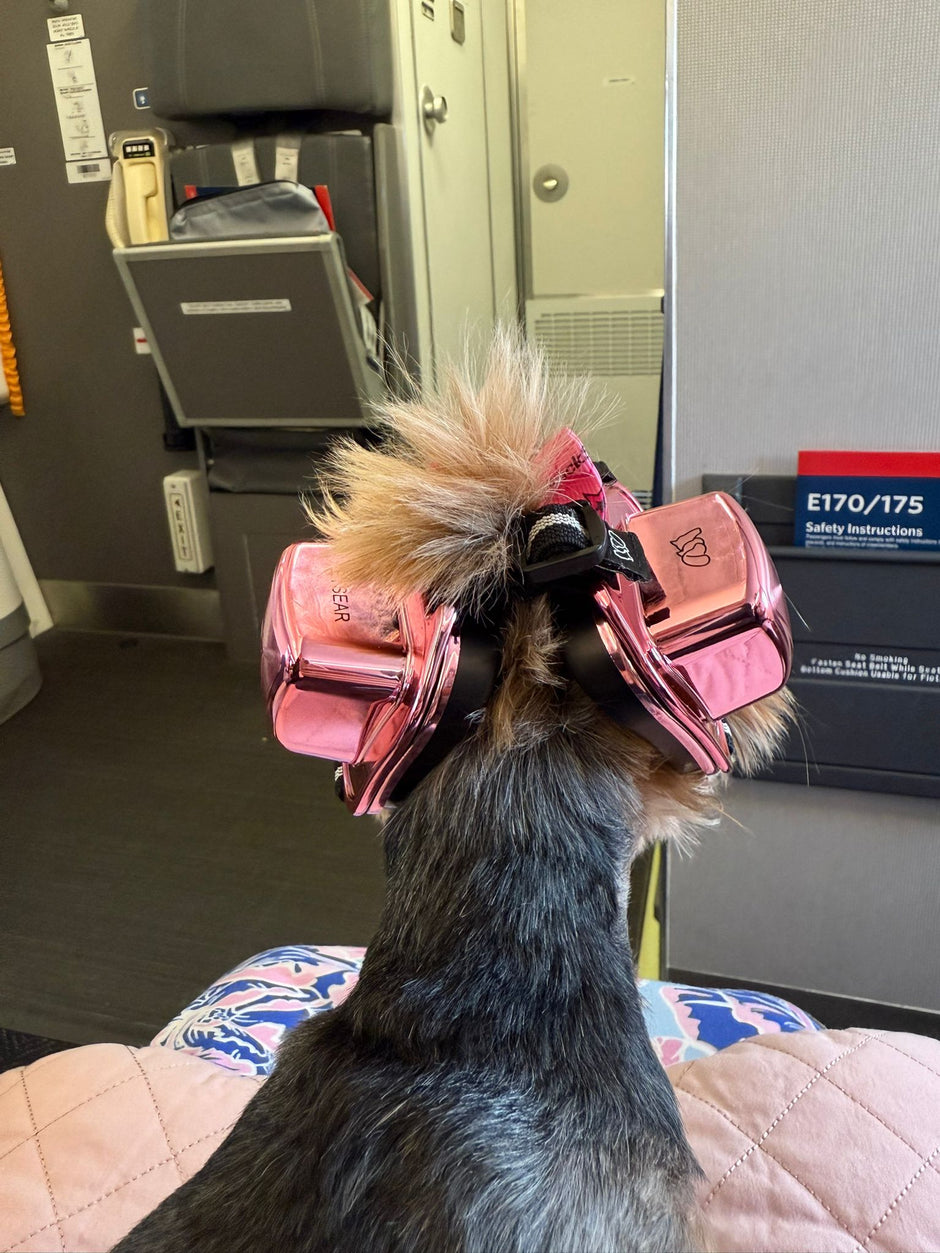 A dog wearing earmuffs on an airplane