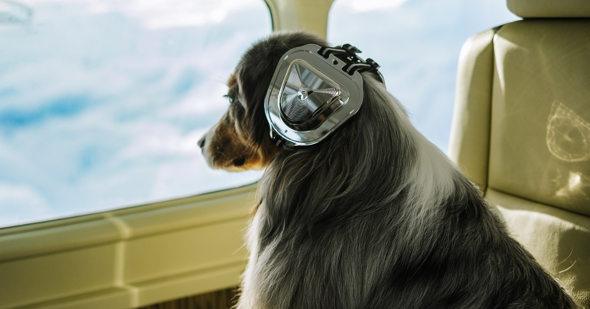A dog wearing protective earmuffs sitting inside a helicopter cabin.