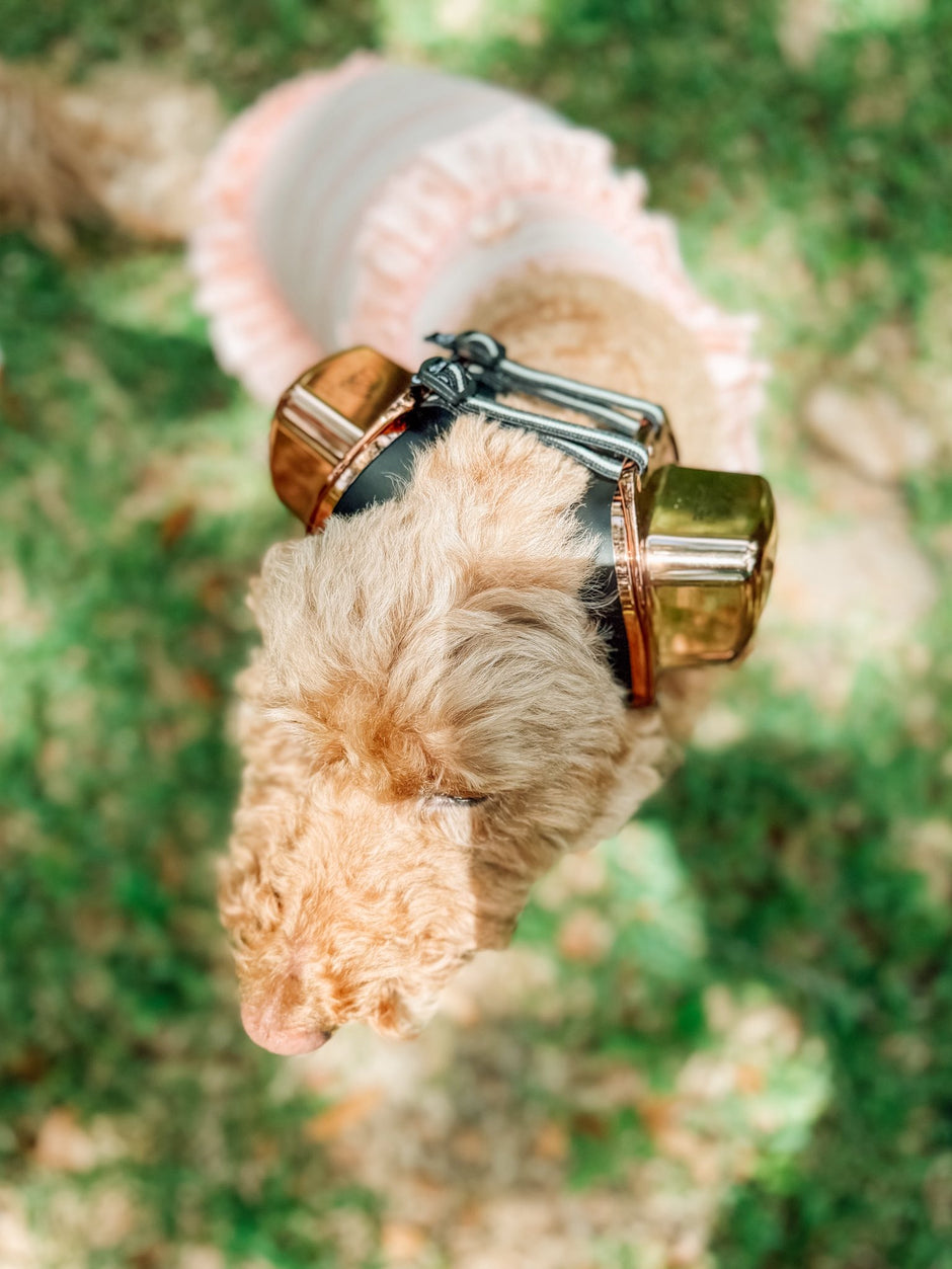 A dog wearing protective earmuffs sitting happily on a grassy lawn.