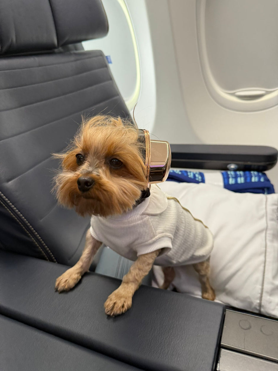 A dog wearing earmuffs on an airplane.