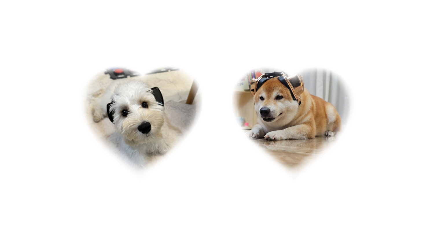 Dogs wearing a pair of PetsEar protective earmuffs.