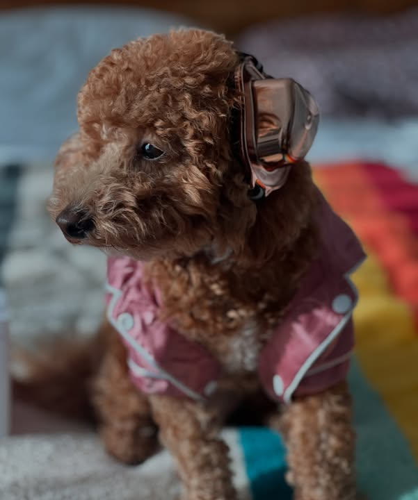 A dog wearing gold PetsEar earmuffs.